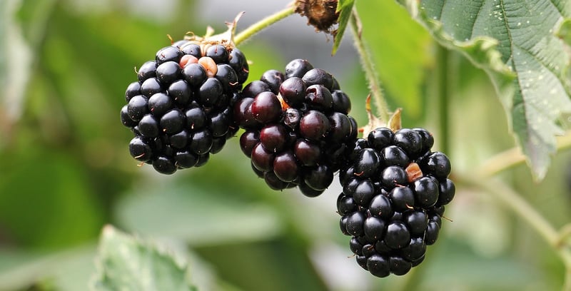 Edible Vertical Garden Options