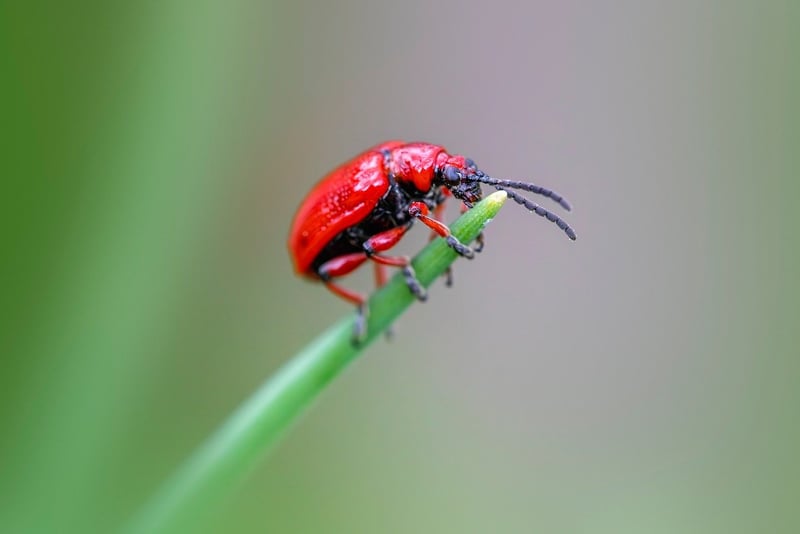 Natural Pest Control Methods