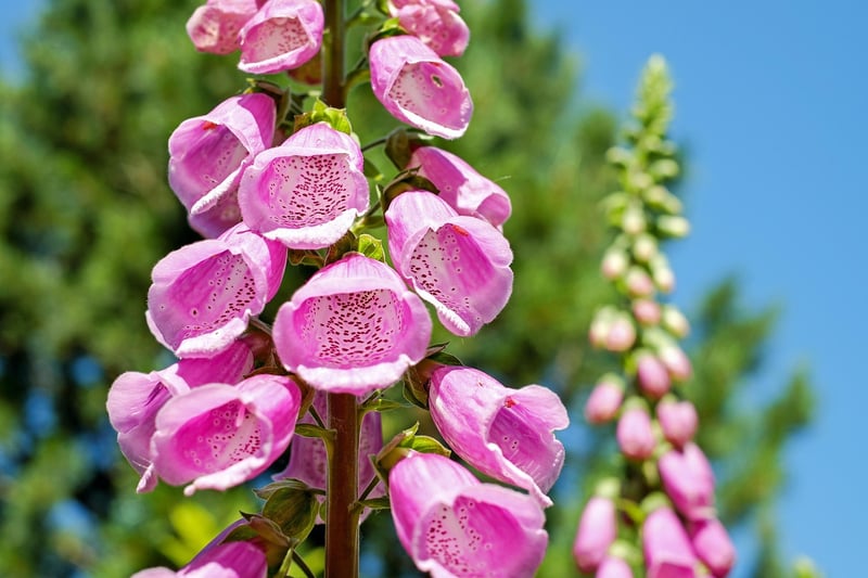 Pruning Vertical Plants