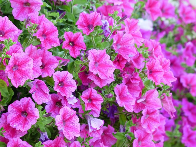 Flowering Plants