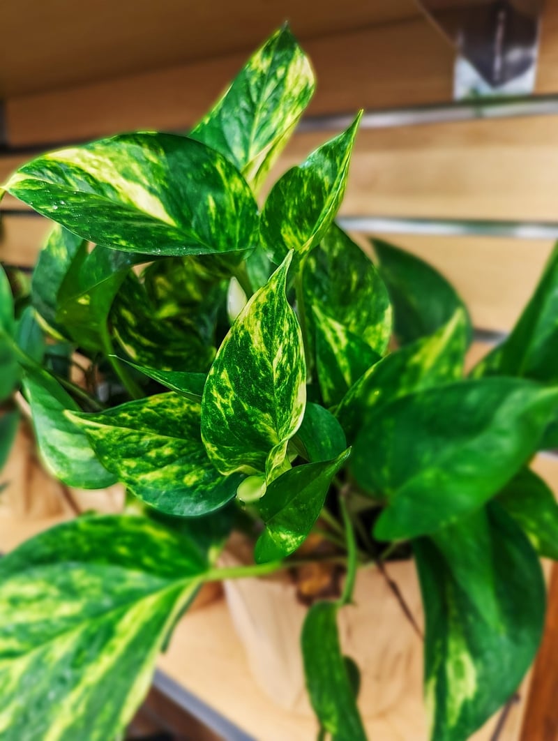 Pothos
